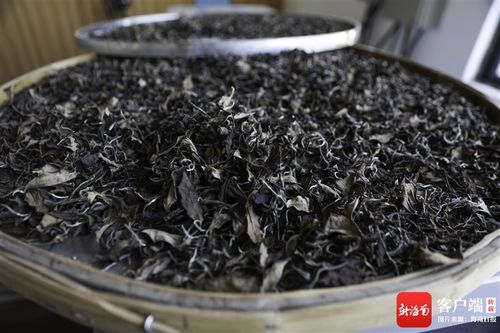 海南周刊 海南大叶种 长在五指山的茶 芯片