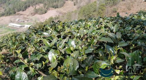 云南永平:2020年全乡茶叶种植面积达4200多亩