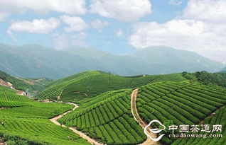 日照市预计2020年茶叶种植达30万亩