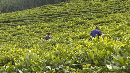 生态、经济、社会效益丨温浏乡发展生态茶叶解锁“三丰收”模式