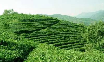 阿塞拜疆的茶叶种植历史