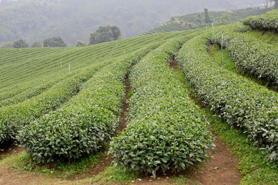 绿茶叶种植园景观