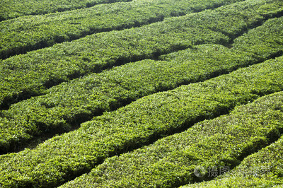 金马伦高原,马来西亚的茶叶种植园
